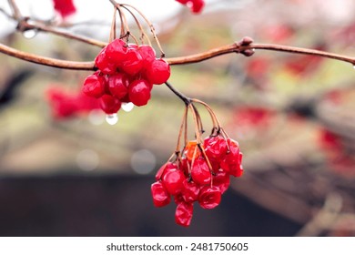 Viburnum bush with red berries wet after the rain - Powered by Shutterstock