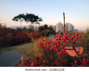 Viburnum Dilatatum Is A Deciduous Shrub In The Moschatel Family(Adoxaceae). The Berries Are Called Gamazumi In Japan.