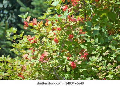 Viburnum Is A Genus Of About 150–175 Species Of Flowering Plants In The Moschatel Family Adoxaceae.