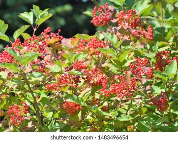 Viburnum Is A Genus Of About 150–175 Species Of Flowering Plants In The Moschatel Family Adoxaceae.