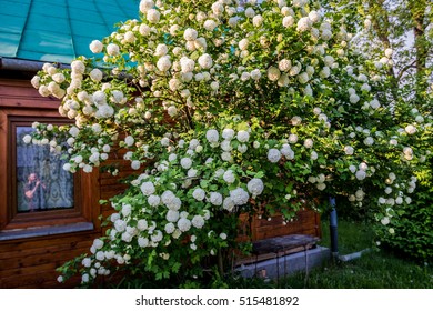 Viburnum opulus shrub on Mazowsze region in Poland - Shutterstock ID 515481892