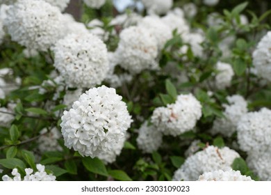 Viburnum opulus or Snowball tree flowers in a garden. Narrow depth of field, focus on the flower on the left - Powered by Shutterstock