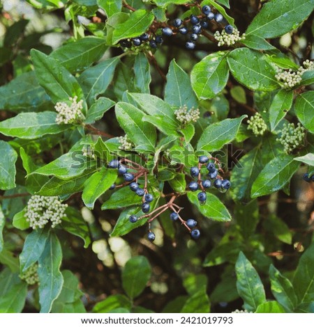 (Viburnum tinus) Lauristinus, charming shrub with pale pink buds and fragrant white flowers above leathery glossy green oval foliage and clusters of metallic blue berries