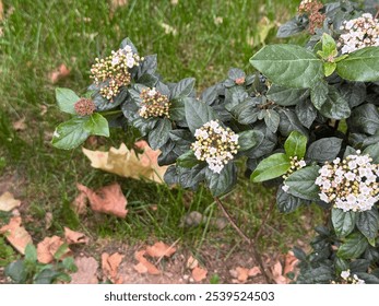 Viburnum tinus white flowers and pink flower buds. Close-up Viburnum Tinus Compactum flower called Durillo cultivated in a garden. Daurustinus, laurustine or laurestine flower selective focus.  - Powered by Shutterstock