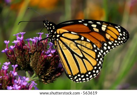 Viceroy Butterfly