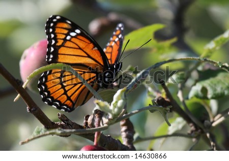 Viceroy Butterfly in apple tree.