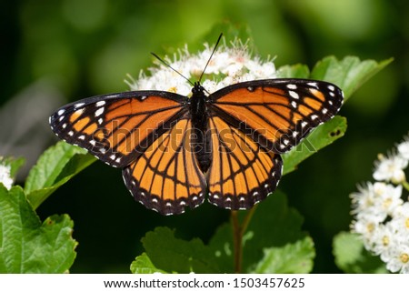 Viceroy Butterfly feeding on nectar from a wildflower.