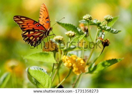 Viceroy butterfly feeding on yellow flower
