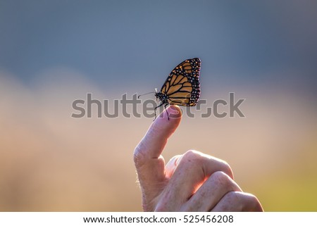 Viceroy Butterfly (Limenitis archippus) looks like the Monarch and is seen perched on a fingertip with beautiful blue and pastel background