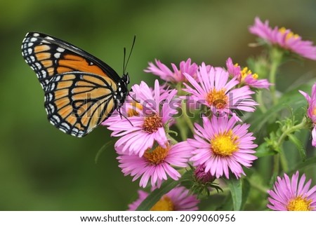 viceroy butterfly Limenitis archippus on pink new england aster Symphyotrichum novae-angliae