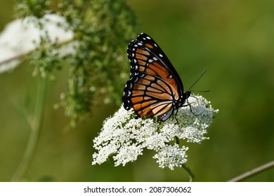 Viceroy Butterfly Resting On Water Hemlock