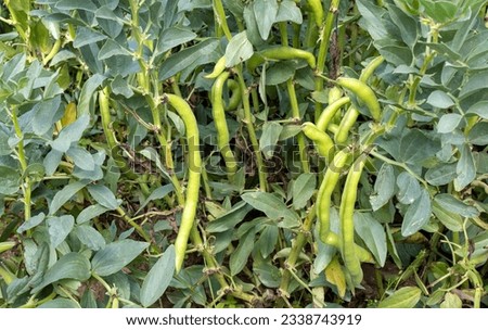  Vicia faba, also known as the broad bean, fava bean or tic bean.