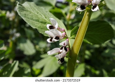 Vicia Faba, Also Known In The Culinary Sense As The Broad Bean, Fava Bean, Or Faba Bean, Is A Species Of Vetch, A Flowering Plant In The Pea And Bean Family Fabaceae.