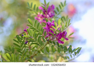 ヴィシア・サティバは、一般的なベッチ、ガーデン・ベッチ、タレ、または単にベッチとして知られ、スファバセエ科の窒素固定マメ科の植物である。