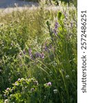 Vicia villosa - the hairy vetch blooming on wild meadow in Europe.  It is a legume, grown as a forage crop, cover crop, and green manure, important ingredient of natural meadows and pastures.