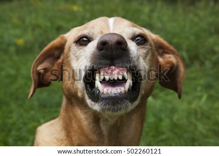 Vicious brown dog. Threatening jaws.