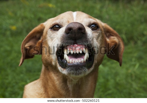 Vicious Brown Dog Threatening Jaws Stock Photo (Edit Now) 502260121