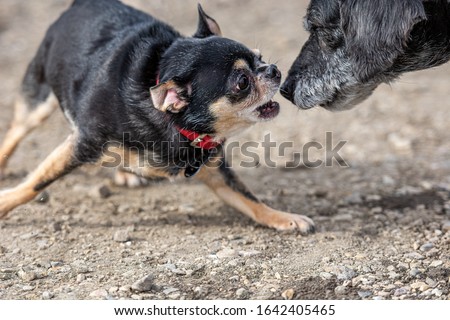 Vicious Chihuahua attacking old dog. Chihuahua biting another dog.