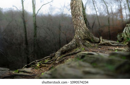 Vickery Creek Trail GA