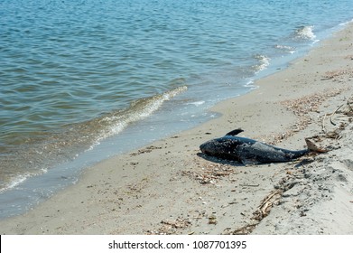 The victim and dead dolphin lies on the coast. protection of wild animals. poaching accident.