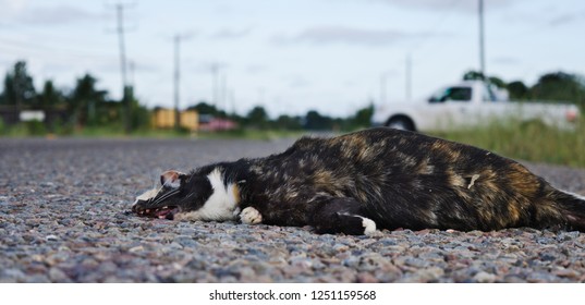 A Victim Of Roadkill