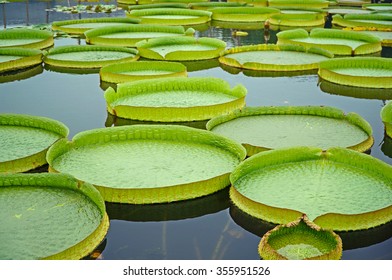 3,548 Victoria amazonica Images, Stock Photos & Vectors | Shutterstock