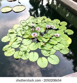 Victoria Amazonica The Largest Of The Water Lily Family