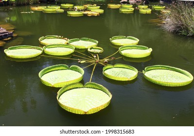 Victoria Amazonica Leaves The Largest Of The Water Lily Family Float On The Water's Surface