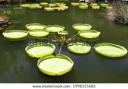 Victoria amazonica leaves the largest of the water lily family float on the water's surface