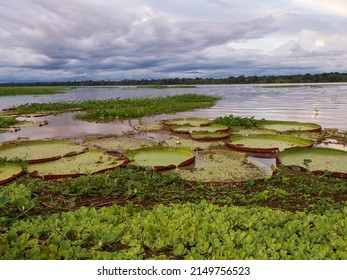 Пакайя Самирия