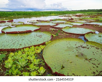 Пакайя Самирия