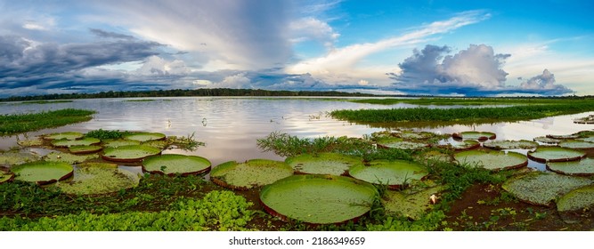 Victoria amazonica in Pacaya Samiria National Reserve. It is a species of flowering plant, the largest of the Nymphaeaceae family of water lilies. Amazonia. Amazon Rainforest, Peru, South America - Shutterstock ID 2186349659