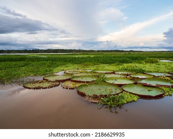 Пакайя Самирия