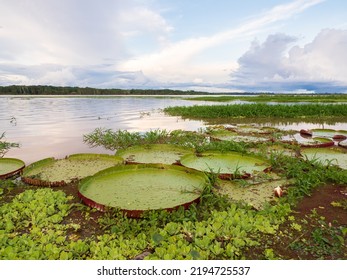 Пакайя Самирия