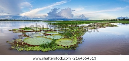 Victoria amazonica in Pacaya Samiria National Reserve. It is a species of flowering plant, the largest of the Nymphaeaceae family of water lilies. Amazonia. Amazon Rainforest, Peru, South America