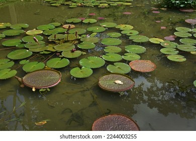 Victoria amazonica and a pink water lily in a pond in a botanical garden with tropical plants in São Paulo, Brazil - Shutterstock ID 2244003255