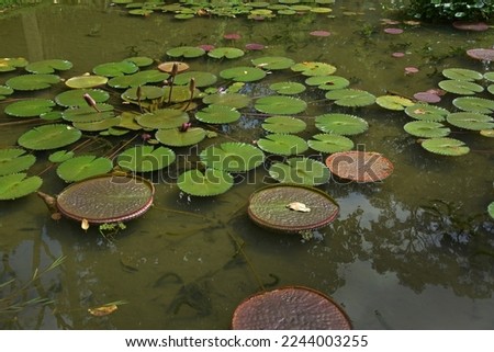 Victoria amazonica and a pink water lily in a pond in a botanical garden with tropical plants in São Paulo, Brazil
