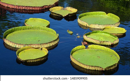 218 National Flower Guyana Images, Stock Photos & Vectors | Shutterstock