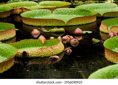 Victoria amazonica is a species of flowering plant, the largest of the water lily family Nymphaeaceae. It is the national flower of Guyana. Its native regions where it can be found are in Guyana