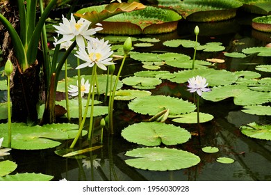 Victoria amazonica is a species of flowering plant, the largest of the water lily family Nymphaeaceae. It is the national flower of Guyana. Its native regions where it can be found are in Guyana