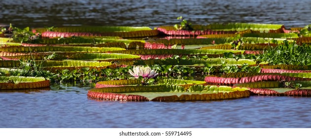 Victoria Amazonica, Water Lilies, Pantanal, Brazil