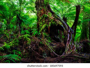 Victoria Australia Tree Root  Rain Forest Fern