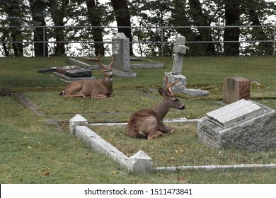 Victoria, BC / Canada - Sept 19 2019: 2 Columbia Black-Tail Deer Bucks (male) In Full Rutting (mating) Colours.  One Buck Appears To Be Reading The Grave Marker Shaped Like A Book.