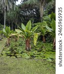 Victoria Botanical garden plants on Island Mahé in Seychelles