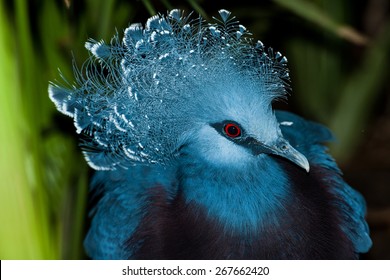 Victoria Crowned Pigeon