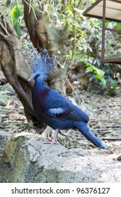 Victoria Crowned Pigeon