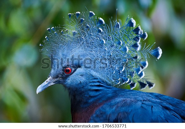 Victoria\
crowned pigeon head closeup  (Goura\
victoria)