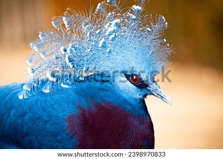 Victoria crowned-pigeon head closeup (Goura victoria), beautiful crowned pidgeon from Papua New Guinea forests and woodlands. Photography taken in France