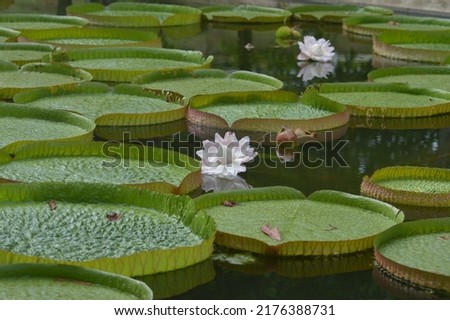 Similar – Foto Bild Die Santa-Cruz-Seerose, die auf Lateinisch Victoria cruziana heißt, steht in einer Reihe auf einem Teich im botanischen Garten. Sie sind von verschiedenen tropischen Pflanzen umgeben. Sie werden in einem Gewächshaus kultiviert.