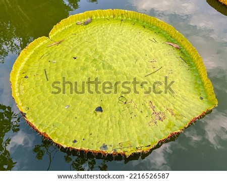 Victoria lotus leaves in the pond